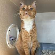 Thumbnail photo of Grover #2