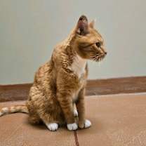 Thumbnail photo of Grover #4