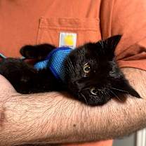 Thumbnail photo of Myrtle #3