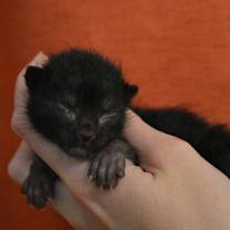 Thumbnail photo of Spike #3