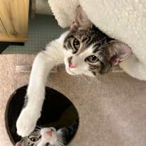 Thumbnail photo of Stromboli #1