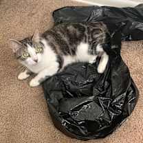 Thumbnail photo of Chloe #3