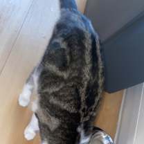 Thumbnail photo of Chloe #4