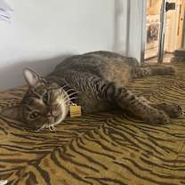 Thumbnail photo of PAN #3