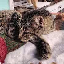 Thumbnail photo of Sammy #4