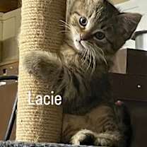 Thumbnail photo of Lacie (Community Assist) #2