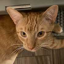 Thumbnail photo of Miley #1