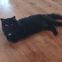 Thumbnail photo of Jet #3