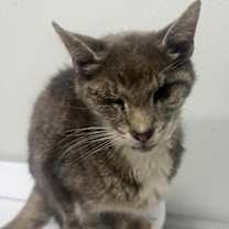 Thumbnail photo of Dawny #3