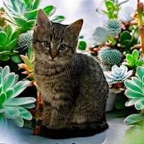 Thumbnail photo of Frankie (Community Assist) #1