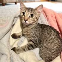 Thumbnail photo of America #1