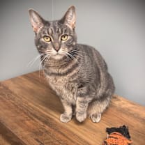 Thumbnail photo of Nyx #4