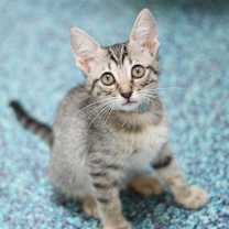 Thumbnail photo of Aurora #2