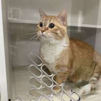 Thumbnail photo of Squash #2