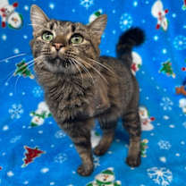 Thumbnail photo of Trinity #3