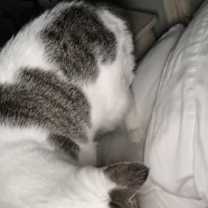 Thumbnail photo of Captain Amelia #2