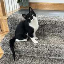 Thumbnail photo of Batman #1