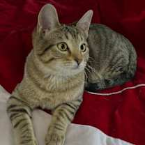 Thumbnail photo of Kitka #3