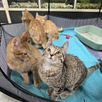 Thumbnail photo of Brie #2