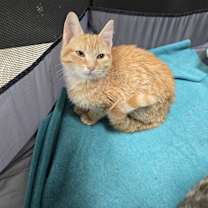 Thumbnail photo of Jasper #2