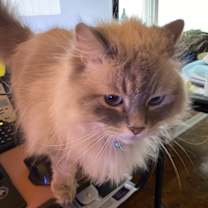 Thumbnail photo of Jinx & Bobby #1