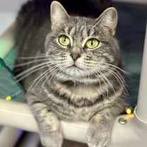 Thumbnail photo of Pippa #1