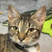 Thumbnail photo of Delaney Diamond #1