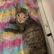 Thumbnail photo of Delilah Diamond #2