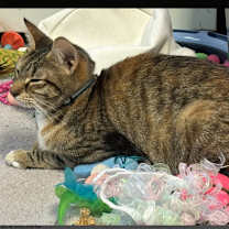 Thumbnail photo of Delaney Diamond #2