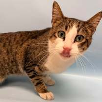 Thumbnail photo of Goose #2