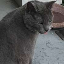 Thumbnail photo of Bayou #4