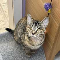 Thumbnail photo of Bert #4