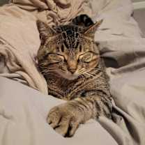 Thumbnail photo of Ziggy #2