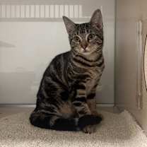 Thumbnail photo of Sappy #1