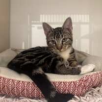 Thumbnail photo of Comet #1