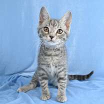 Thumbnail photo of Colby #1