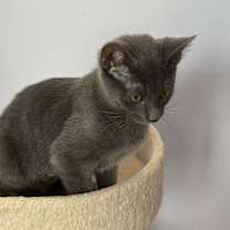 Thumbnail photo of Guppie #2