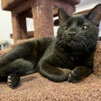 Thumbnail photo of Candy corn (café) #1