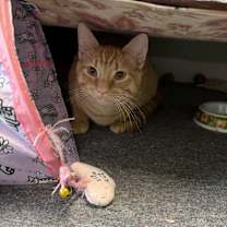 Thumbnail photo of Sam #2