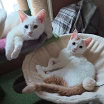 Thumbnail photo of Huey #2