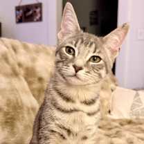 Thumbnail photo of Claude #2