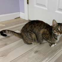 Thumbnail photo of Delaney Diamond #3