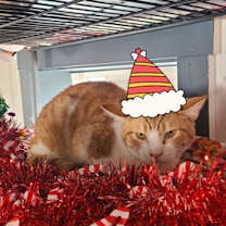 Thumbnail photo of Fennekin #2