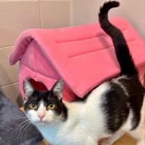 Thumbnail photo of Honey #1