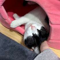 Thumbnail photo of Honey #3