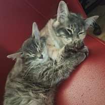 Thumbnail photo of LouLou and Luna #2