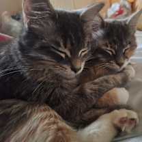 Thumbnail photo of LouLou and Luna #3