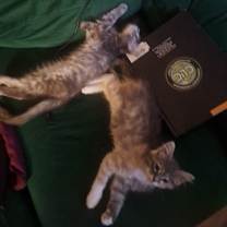 Thumbnail photo of LouLou and Luna #4