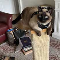 Thumbnail photo of Zara #3