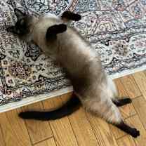 Thumbnail photo of Zara #4